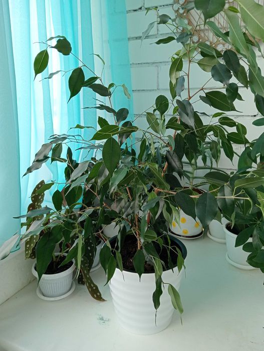 Красивые и Уютные Цветы Для Вас