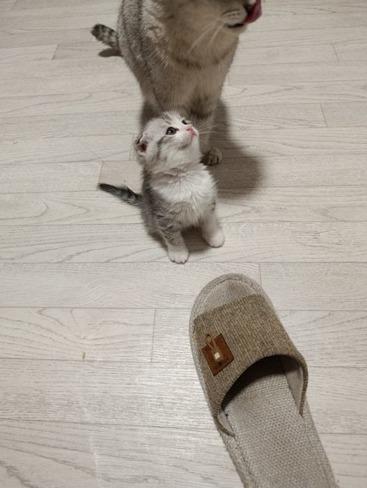 Котята, вислоухий.прямоухий