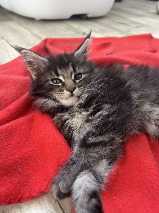 Котенок Мейн кун