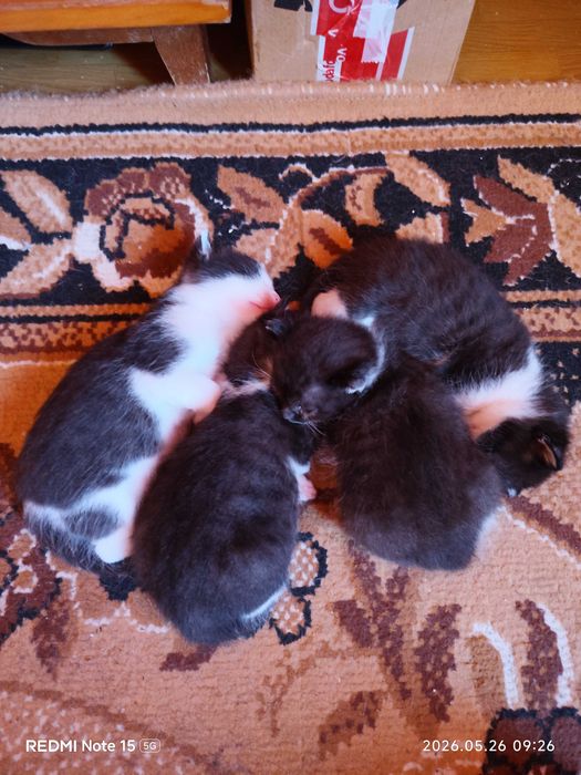 Ofer spre adoptie 3 pisicute