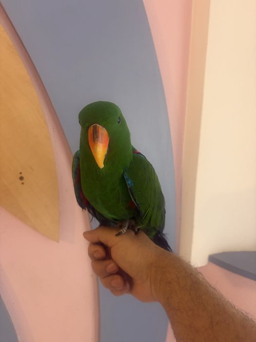 Papagal eclectus mascul 2025, blind