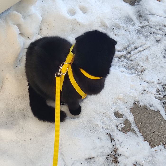 потерялась кошечка!!!