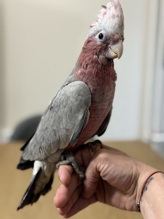 Ръчно хранено Розово Какаду