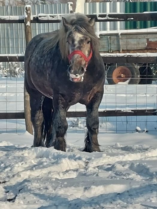 Vand armasar sur de 3 ani