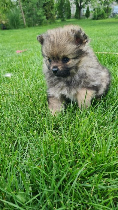 Pomeranian Spitz