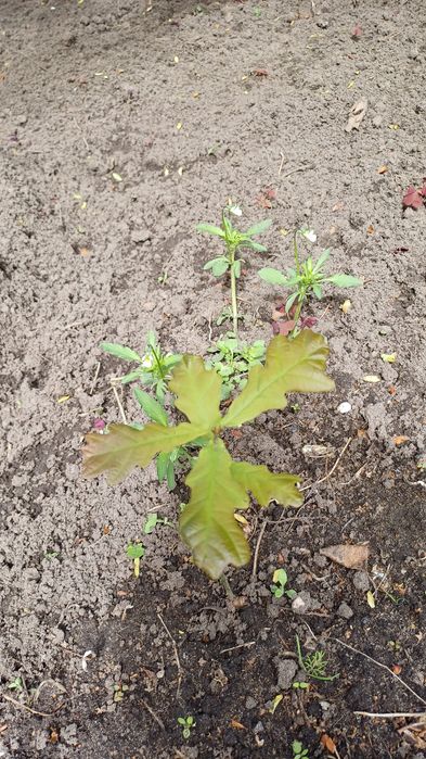 Продам саженцы дуба