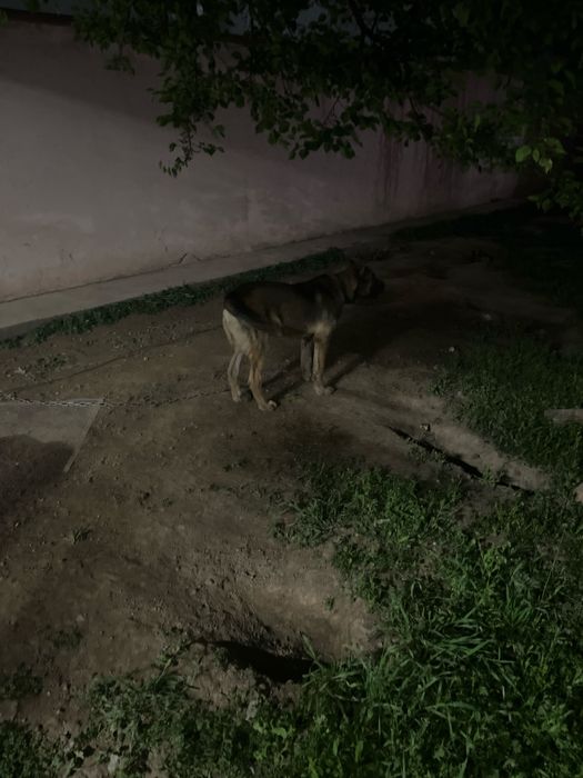 отдам в даром щенка кангала