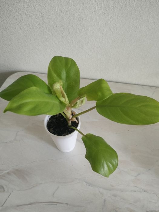 Продам цветы разные