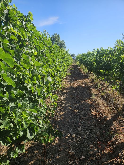 Vand Struguri Merlot si Negru de Drăgășani