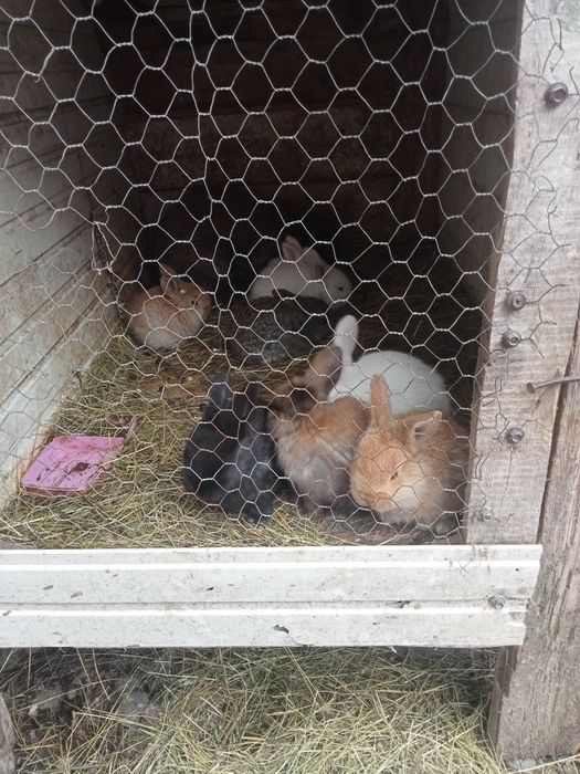 Vând 10pui la o lună sau schimb cu rațe