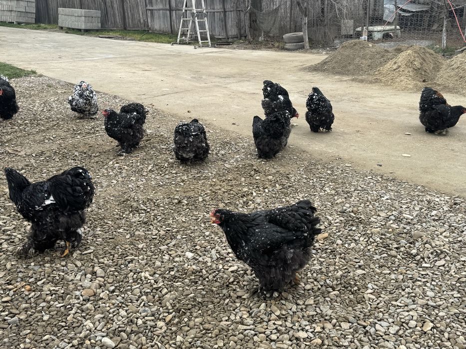 Oua cochichina bobat