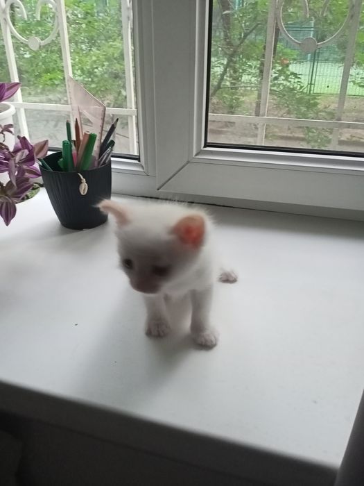 Отдам сиамских котят в добрые руки