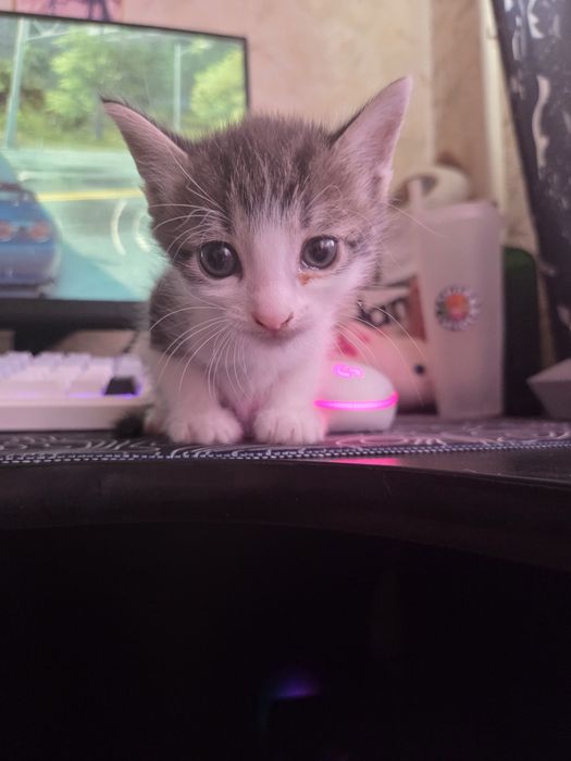 Отдам котят в добрые руки