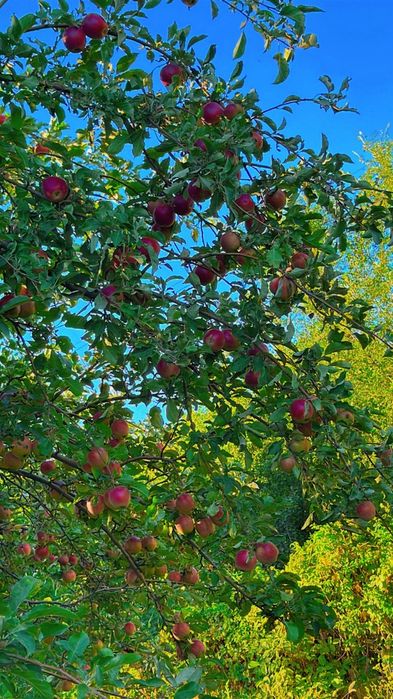 Дача "Обогатитель"