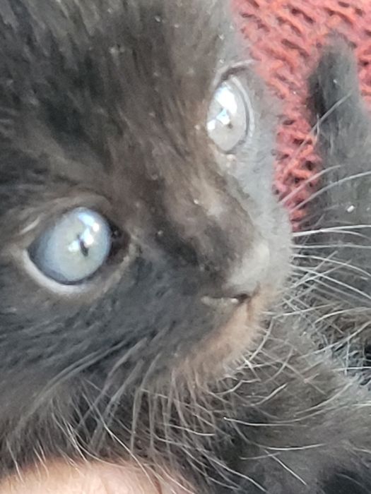 Отдам в хорошие руки