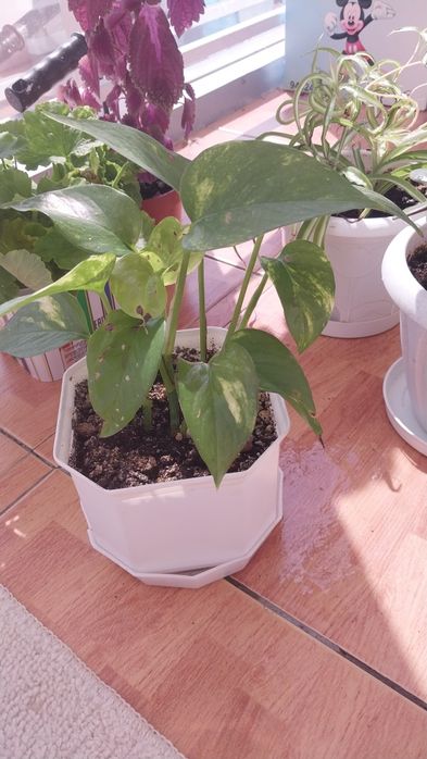 Продам комнатные цветы