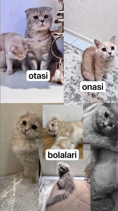 Scottish fold va scottish straight