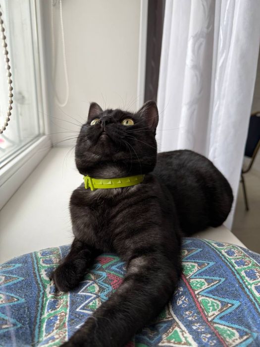 Ищем дом для кошки