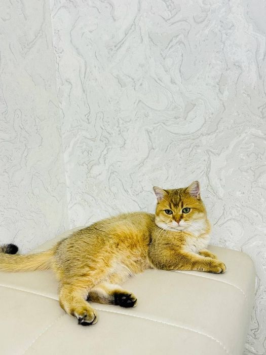 Британская золотая шиншилла, чистокровный