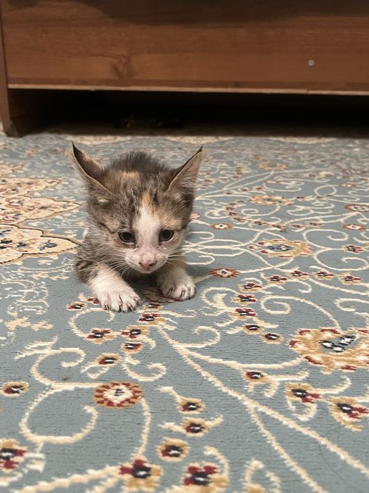 Котятя в добрые руки