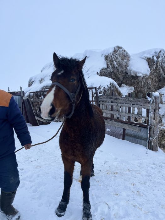 Міңгі айғыр сатылады