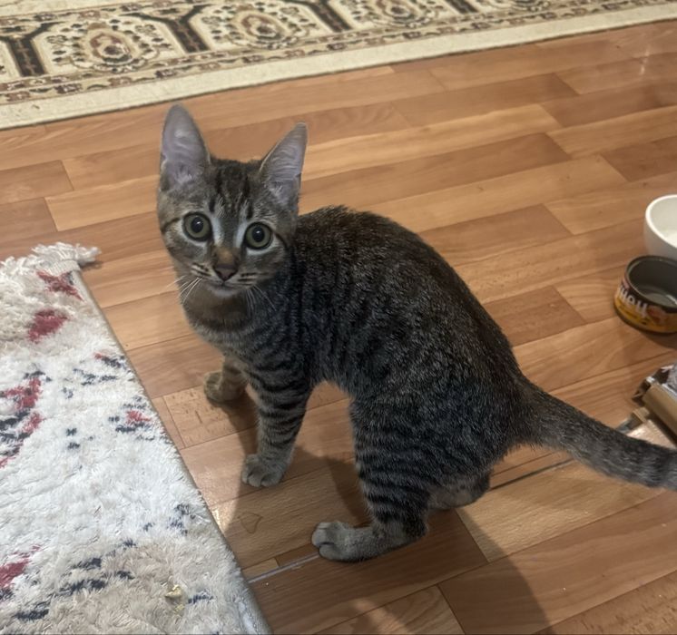 Отдам котенка в хорошие руки