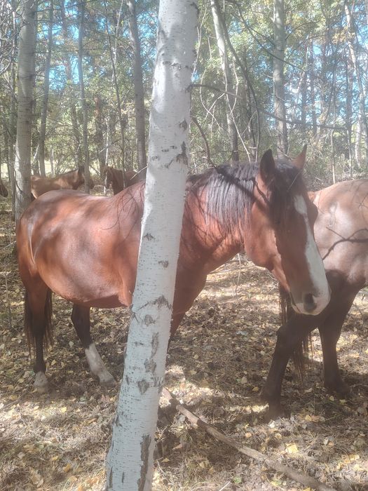 Продам жеребца 5 лет верховой