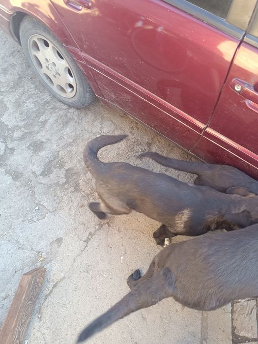 Продаю щенков овчарки