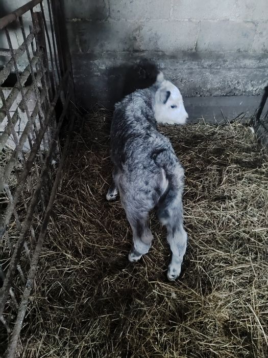 Продается телёнок