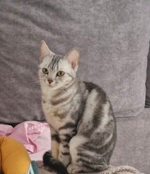 Отдам кошку в добрые руки!!!