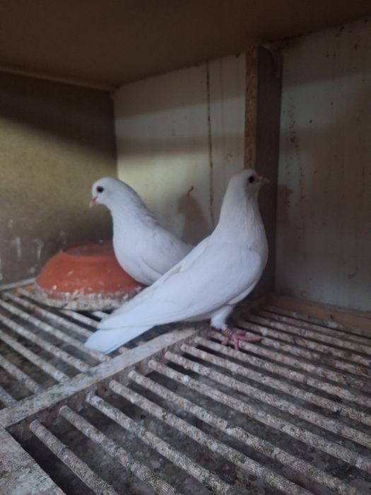 Tobosari arabi  tineret