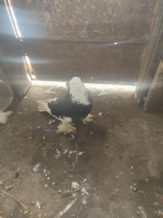 De vânzare o pereche de uriași