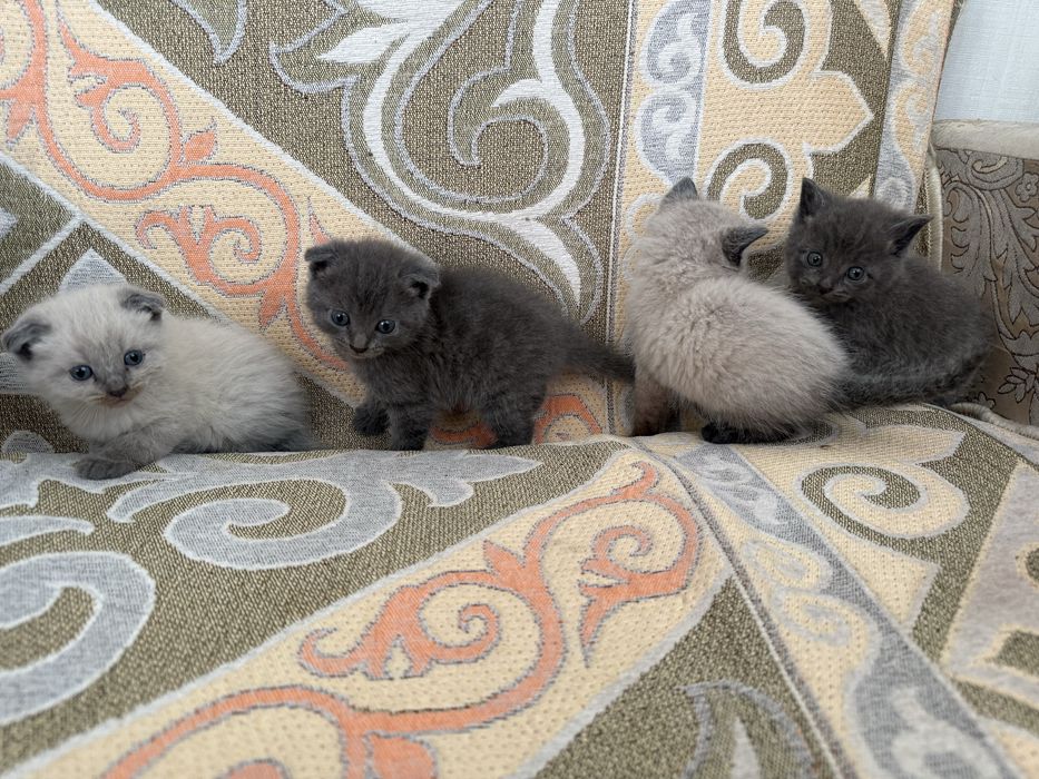 Шотландская котята вислоухие