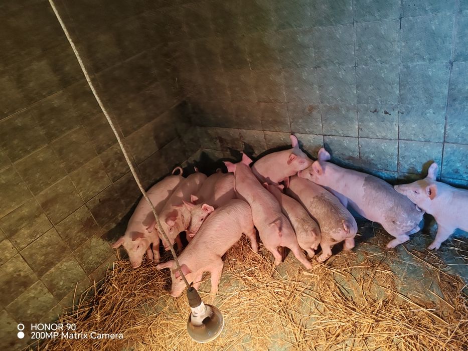 Малки прасенца ~ 25кг