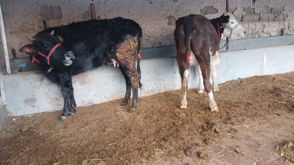 Бұзаулы сиыр сатылады туркестан