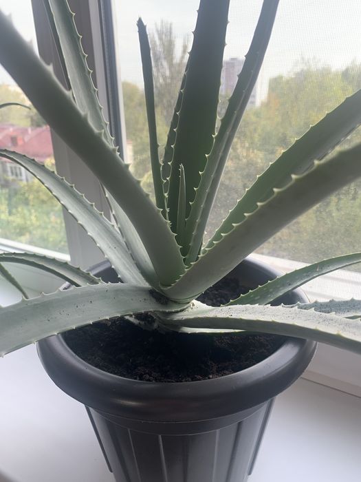 Цветы алоэ вера 3-4 летки