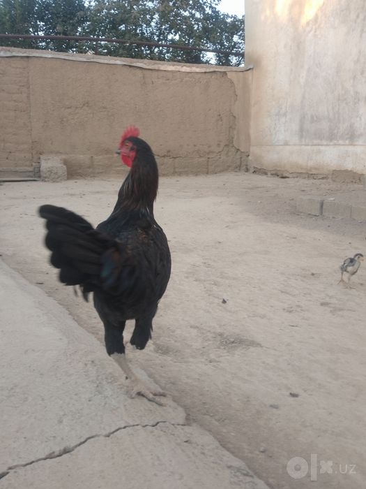 Bir par jaydari sotiladi