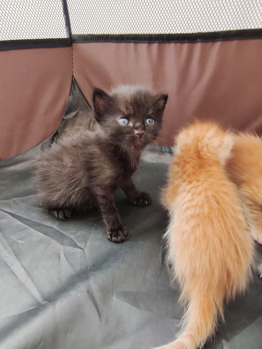 котята ищут дом!!