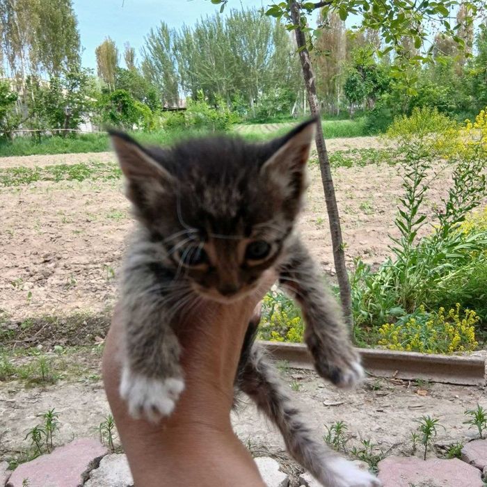 Отдам котят в хорошие руки!