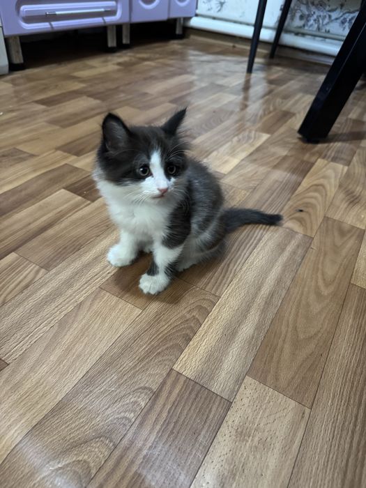Котенок бесплатно в добрые руки