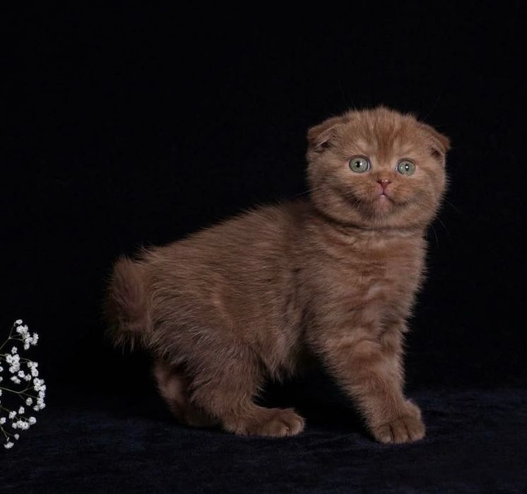 Продам шотландских котят