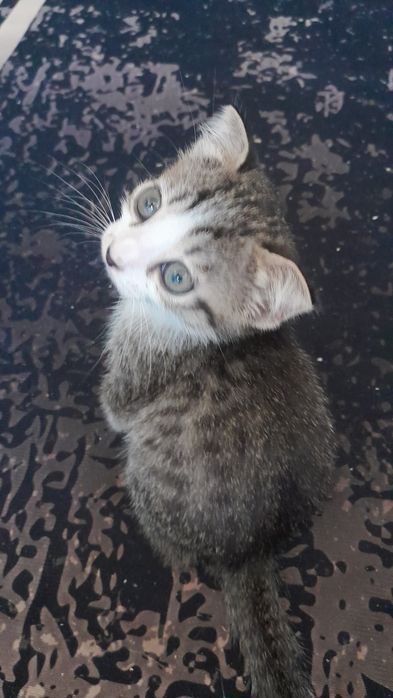 Котёнок скоттиш страйт