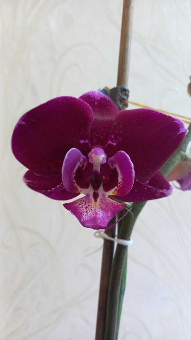Орхидея фаленопсис цветущая продам