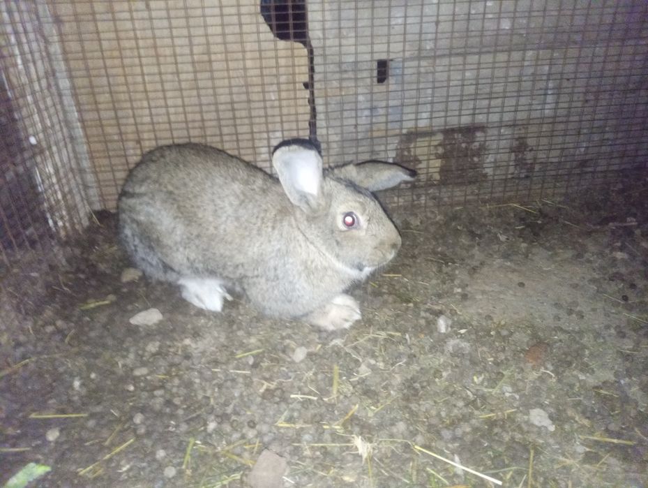 Қойан қойан қойан