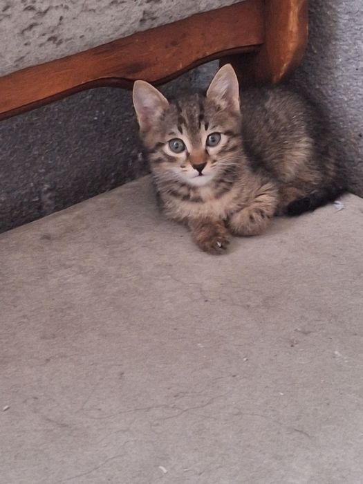 Котёнок девочка бесплатно