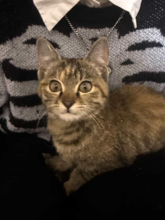 Кошка даром в добрые руки