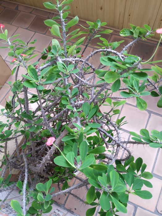 Комнатные цветы отростки