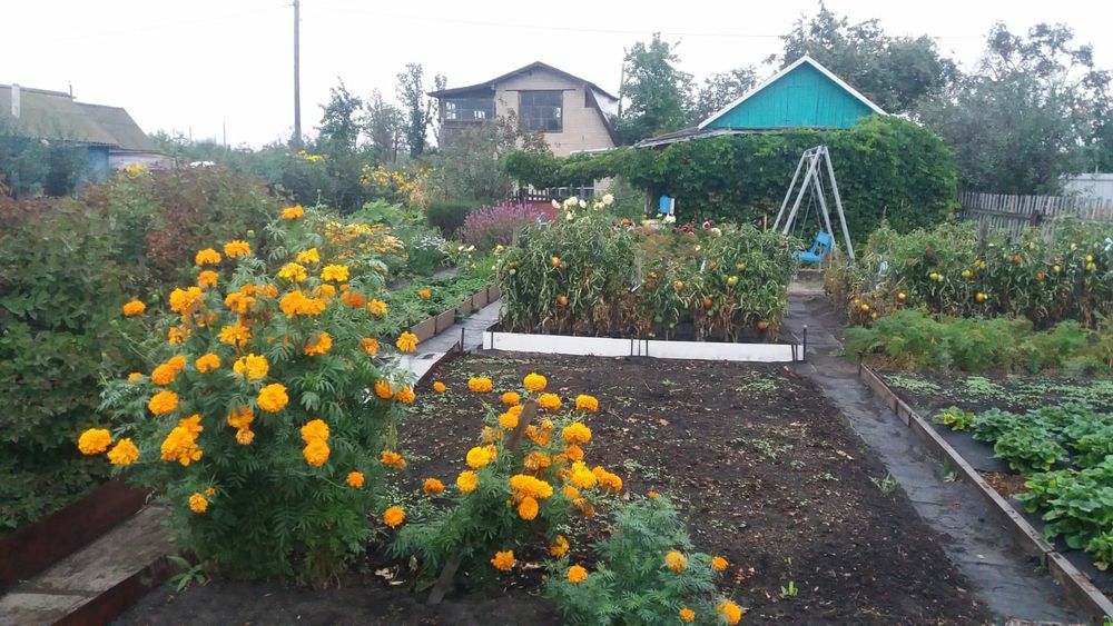 Продам дачу в обществе Борки