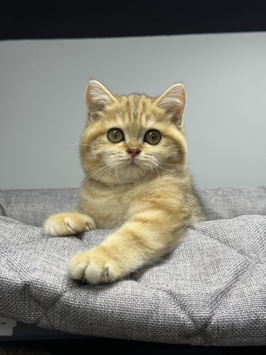 Британская золотая шиншилла