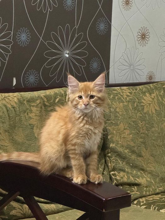 котенок мейн-кун